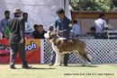 Jabalpur Dog Show 2013 | ex-176,stbernard,