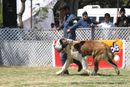 Jabalpur Dog Show 2013 | ex-176,stbernard,