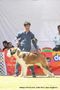 Jabalpur Dog Show 2013 | stbernard,