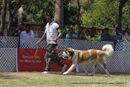 Jabalpur Dog Show 2013 | ex-178,stbernard,