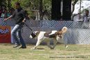 Jabalpur Dog Show 2013 | ex-179,stbernard,