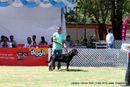 Jabalpur Dog Show 2013 | ex-151,rottweiler,sw-81,