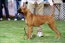 Jabalpur Dog Show 2013 | boxer,ex-94,sw-87,