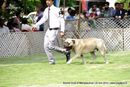Jabalpur Dog Show 2013 | bullmastiff,ex-107,sw-87,