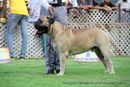 Jabalpur Dog Show 2013 | bullmastiff,ex-107,sw-87,