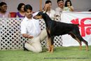 Jabalpur Dog Show 2013 | doberman,ex-109,sw-87,