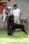 Jabalpur Dog Show 2013 | doberman,ex-110,sw-87,
