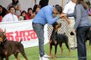 Jabalpur Dog Show 2013 | doberman,ex-112,sw-87,