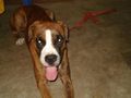 Jacky | Boxer,Boxer puppy,dog training