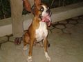 Jacky | Boxer,Boxer puppy,dog training