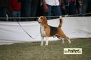 Jaipur 2010 | beagle,