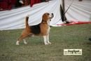 Jaipur 2010 | beagle,