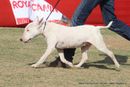 Jaipur Dog Show 2013 | bull terrier,ex-100,sw-84,