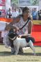 Jaipur Dog Show 2013 | ex-103,french bull dog,sw-84,