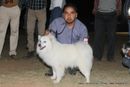 Jaipur Dog Show 2013 | ex-14,spitz-indian,sw-84,