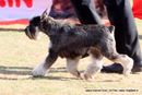 Jaipur Dog Show 2013 | ex-106,miniature schnauzer,sw-84,