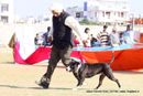 Jaipur Dog Show 2013 | ex-101,staffordshire bull terrier,sw-84,