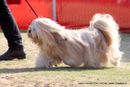 Jaipur Dog Show 2013 | ex-104,lhasa apso,sw-84,