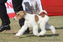 Jaipur Dog Show 2013 | ex-98,fox terrier,sw-84,