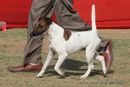 Jaipur Dog Show 2013 | ex-99,fox terrier,sw-84,