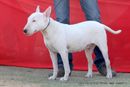 Jaipur Dog Show 2013 | bull terrier,ex-100,sw-84,