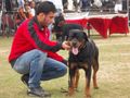 THE JALANDHAR DOG SHOW | the jalandhar dog show
