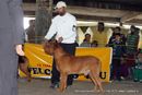 Jalandhar Show 2013 | dogue de bordeaux,ex-116,sw-82,