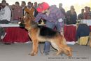Jalandhar Show 2013 | ex-195,german shepherd,sw-82,