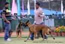 Jamshedpur Dog Show 2014 | belgian shepherd,ex-13,sw-114,