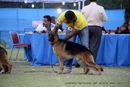 Jamshedpur Dog Show 2014 | ex-59,german shepherd,sw-114,