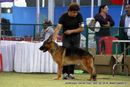 Jamshedpur Dog Show 2014 | german shepherd,sw-114,