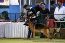 Jamshedpur Dog Show 2014 | german shepherd,sw-114,