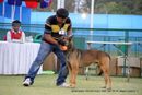 Jamshedpur Dog Show 2014 | belgian shepherd,ex-3,sw-114,