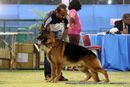 Jamshedpur Dog Show 2014 | ex-49,german shepherd,sw-114,