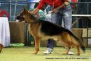Jamshedpur Dog Show 2014 | ex-26,german shepherd,sw-114,