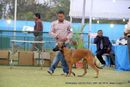 Jamshedpur Dog Show 2014 | belgian shepherd,ex-13,sw-114,