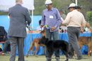 Jamshedpur Dog Show 2014 | belgian shepherd,ex-8,sw-114,