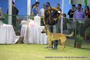 Jamshedpur Dog Show 2014 | belgian shepherd,ex-9,sw-114,
