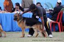 Jamshedpur Dog Show 2014 | ex-36,german shepherd,sw-114,