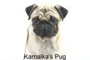 Kamalka's Pug | 
