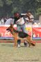 Kanpur Dog Show 2011 | ex-199,gsd,sw-42,