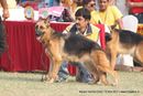 Kanpur Dog Show 2011 | gsd,sw-42,