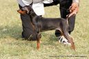 Kanpur Dog Show 2013 | ex-1,miniature pinscher,sw-97,