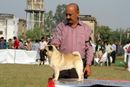 Kanpur Dog Show 2013 | ex-12,pug,sw-97,