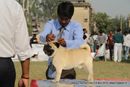 Kanpur Dog Show 2013 | ex-15,pug,sw-97,