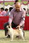 Kanpur Dog Show 2013 | ex-12,pug,sw-97,
