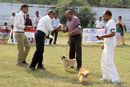 Kanpur Dog Show 2013 | bog,ex-12,pug,sw-97,