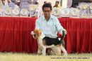 Kanpur Dog Show 2013 | beagle,ex-34,sw-97,