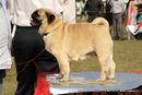 Kanpur Dog Show 2013 | ex-24,pug,sw-97,
