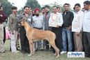 Kanpur Dog Show | 2nd bis,ex-188,greatdane,lineup,sw-7,